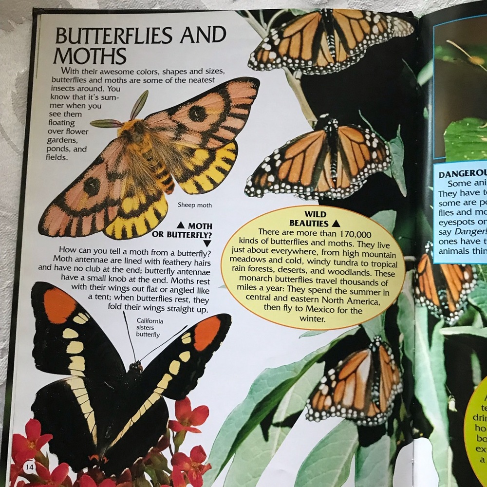 Insects Photo-Fact Collection Book - Picture 3 of 3
